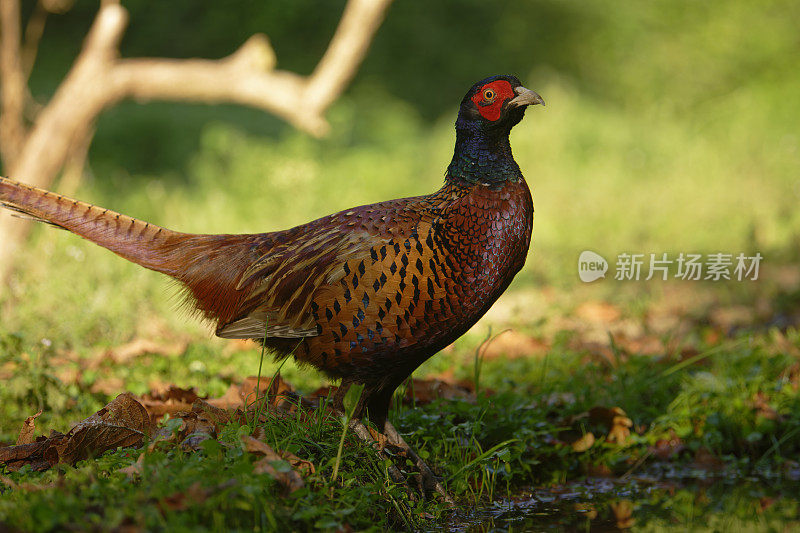 野鸡(Phasianus colchicus)